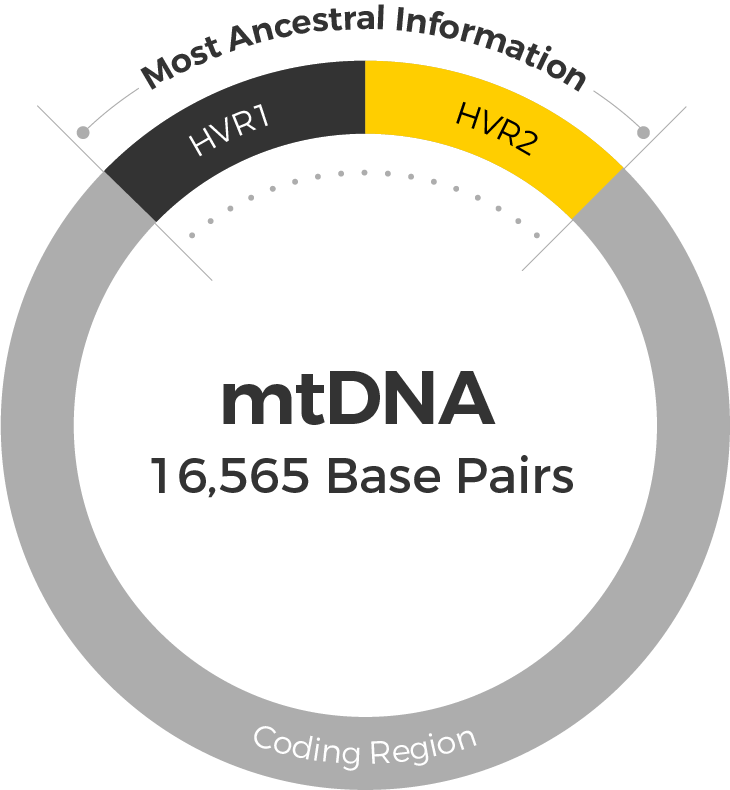 mtdna 16565